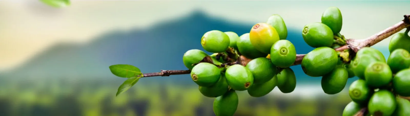 Garcinia — 1